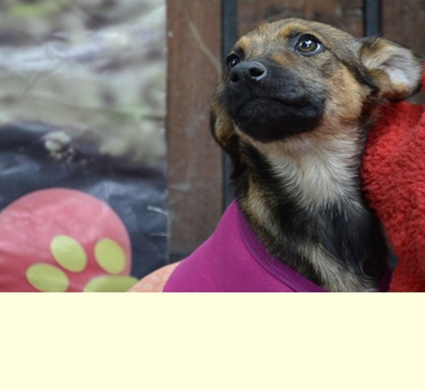 Perro rescatado por VYRA abrigado, en recuperación
