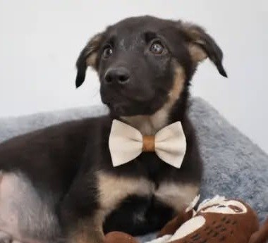 Bruno, perro en adopción en Fundación VYRA, Santiago