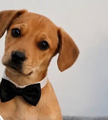 Canelo, perro en adopción en Fundación VYRA, Santiago