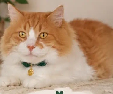 Guzi, gato en adopción en Fundación VYRA, Santiago