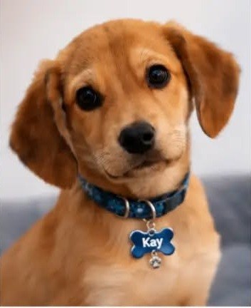 Kay, perro en adopción en Fundación VYRA, Santiago