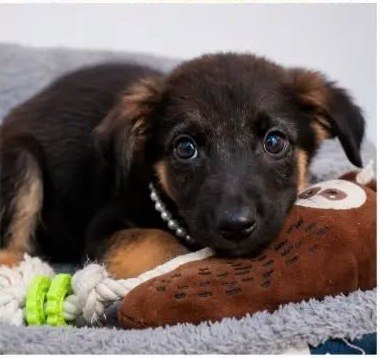 Perlita, perro en adopción en Fundación VYRA, Santiago