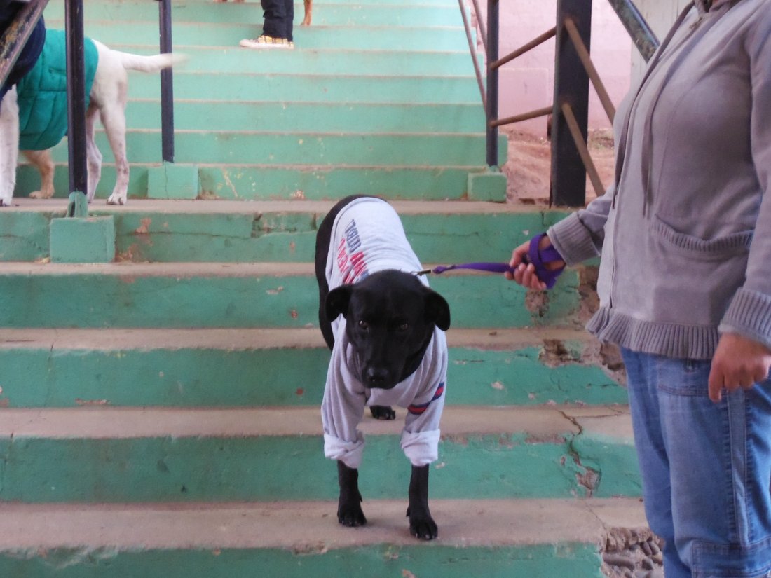 Perro rescatado por VYRA en rehabilitación, saliendo a caminar