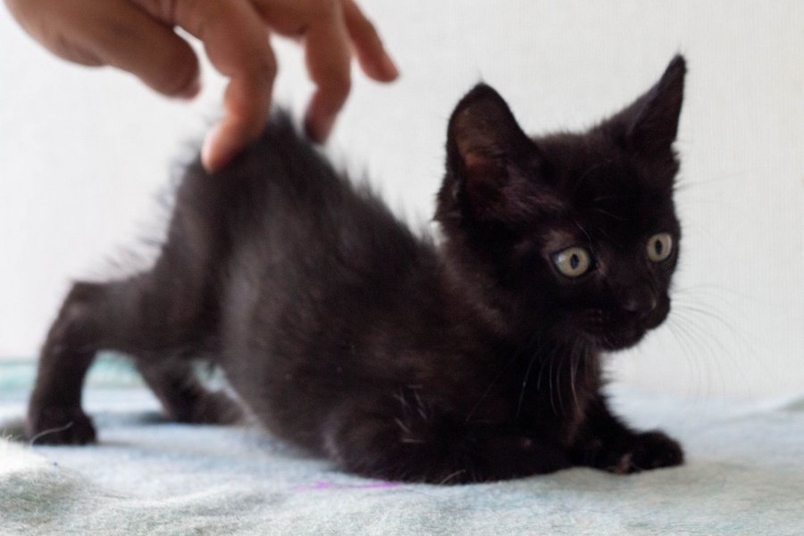Gatito rescatado por Fundación VYRA recibiendo una caricia