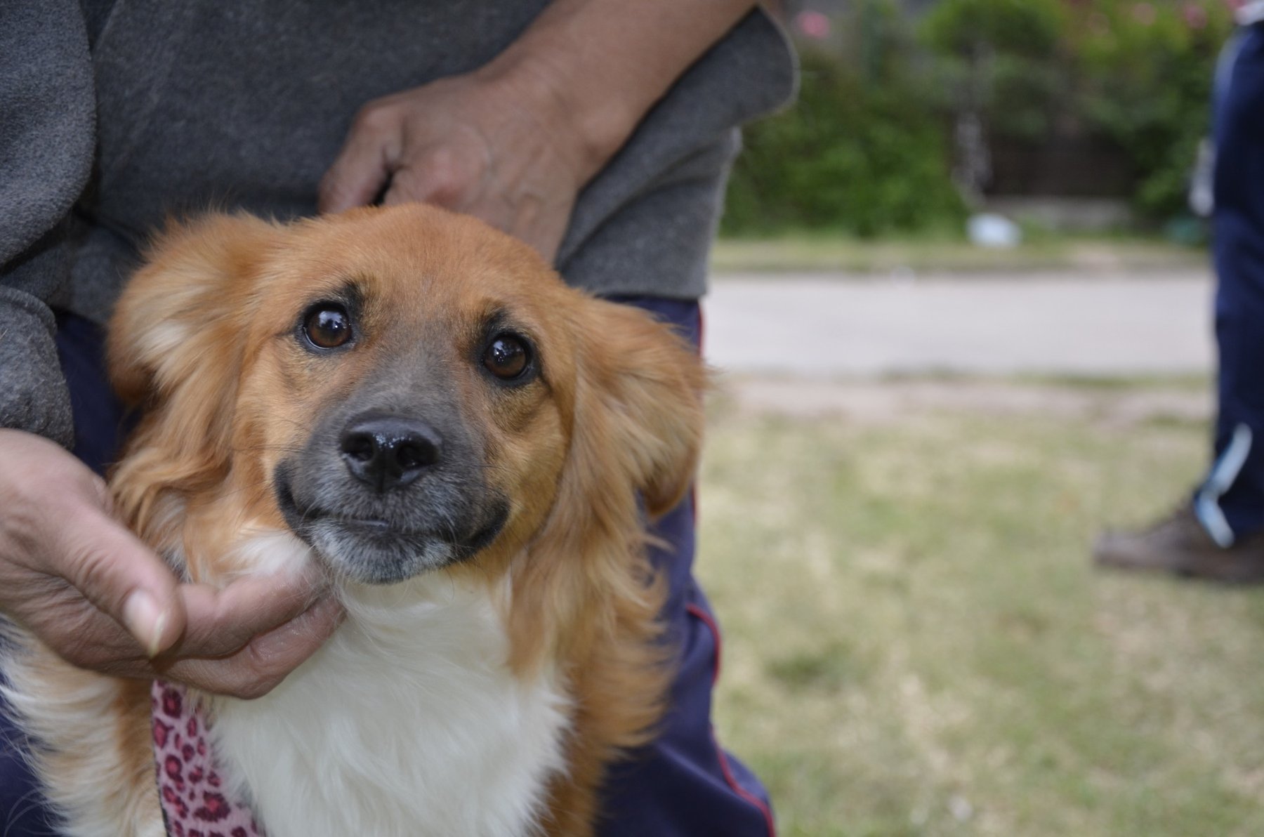 Perro rescatado recibiendo una caricia en Fundación VYRA