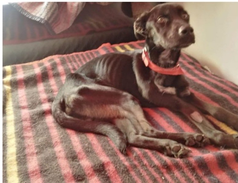 Oliver el día de su rescate, desnutrido y sin fuerzas