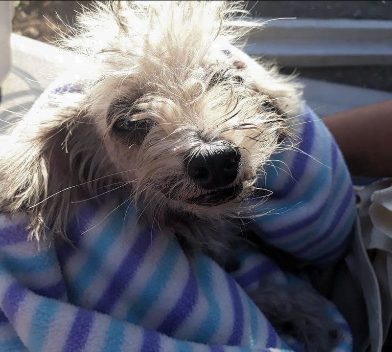 Perro recién rescatado por Fundación VYRA, envuelto en una manta