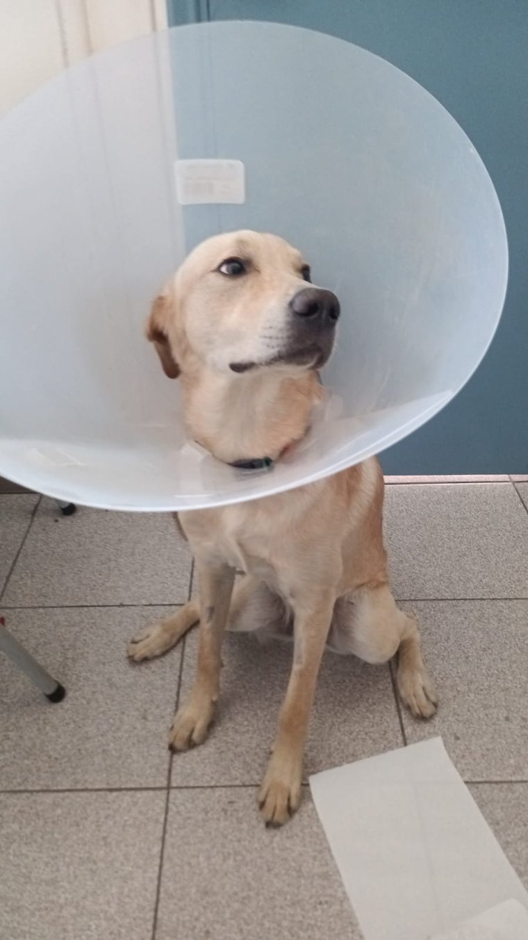 Toby, paciente del consultorio VYRA, recuperándose después de su cirugía