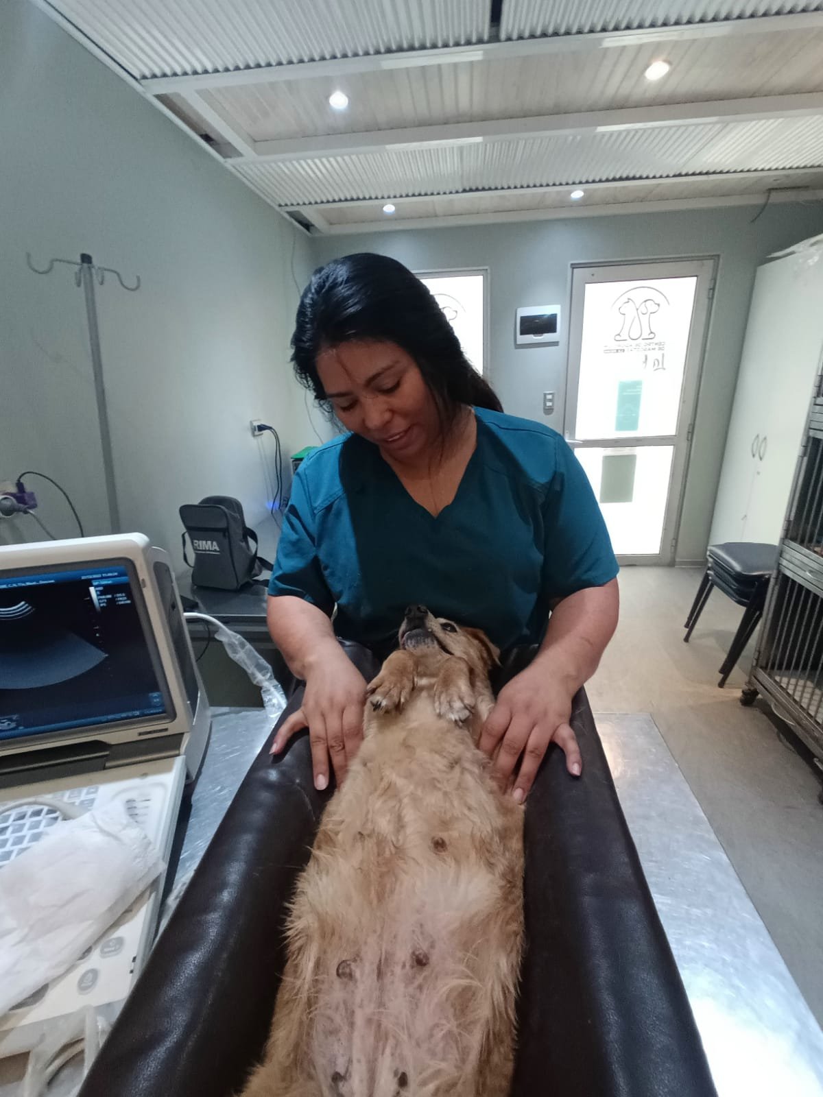 Médica veterinaria de VYRA realizando una ecografía a un perro en el consultorio de La Reina